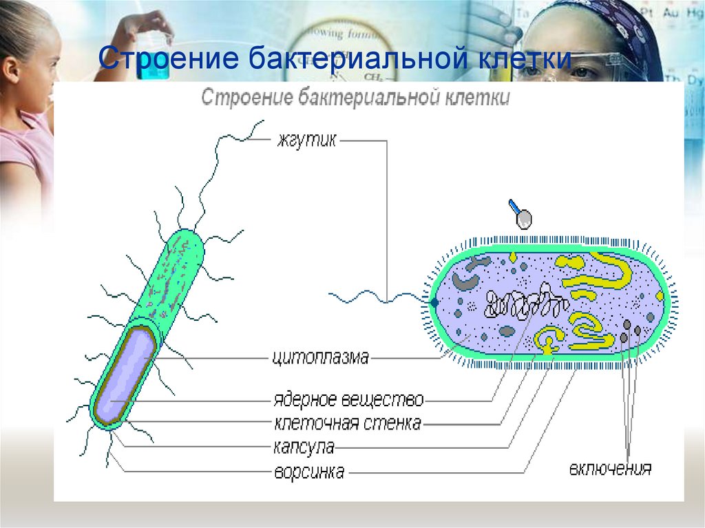 Почему бактерии считают древними и примитивными