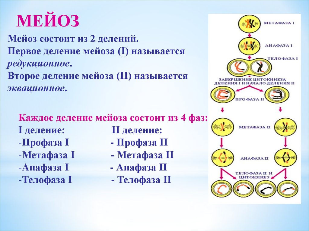 Второе деление мейоза процессы. Мейоз 2 процессы. Деление клетки мейоз биология 10 класс. Фазы мейоза 2 деление. Первое деление мейоза редукционное а второе.