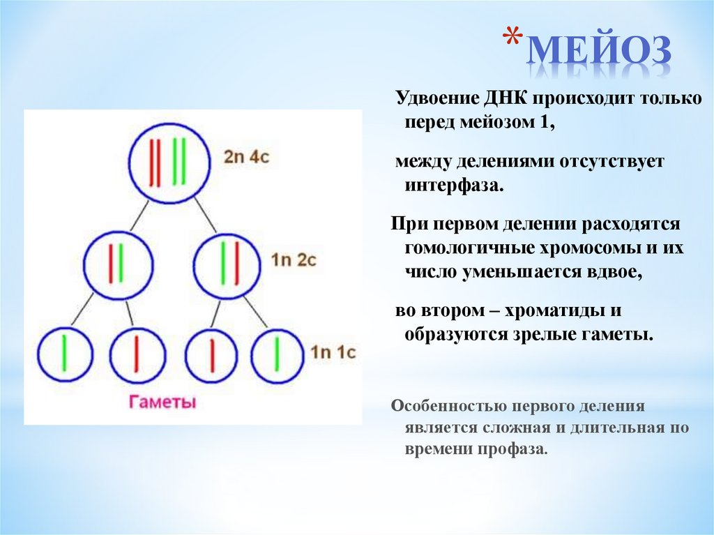 После первого деления. Мейоз удвоение хромосом. Удвоение ДНК происходит. Удвоение ДНК при мейозе происходит в. Мейоз схема ДНК.