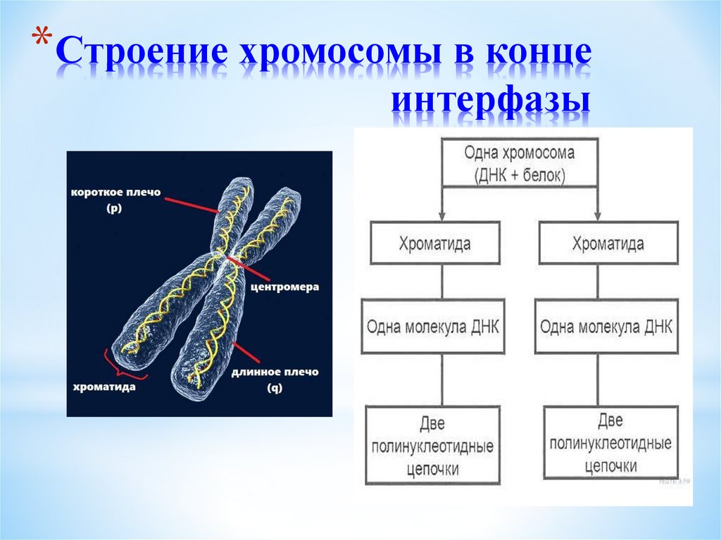 Молекулы днк находится в хромосомах. Хромосома ДНК эроматида. Однохроматидная хромосома строение. Строение хромосомы после репликации. Строение хромосомы 9 класс биология.