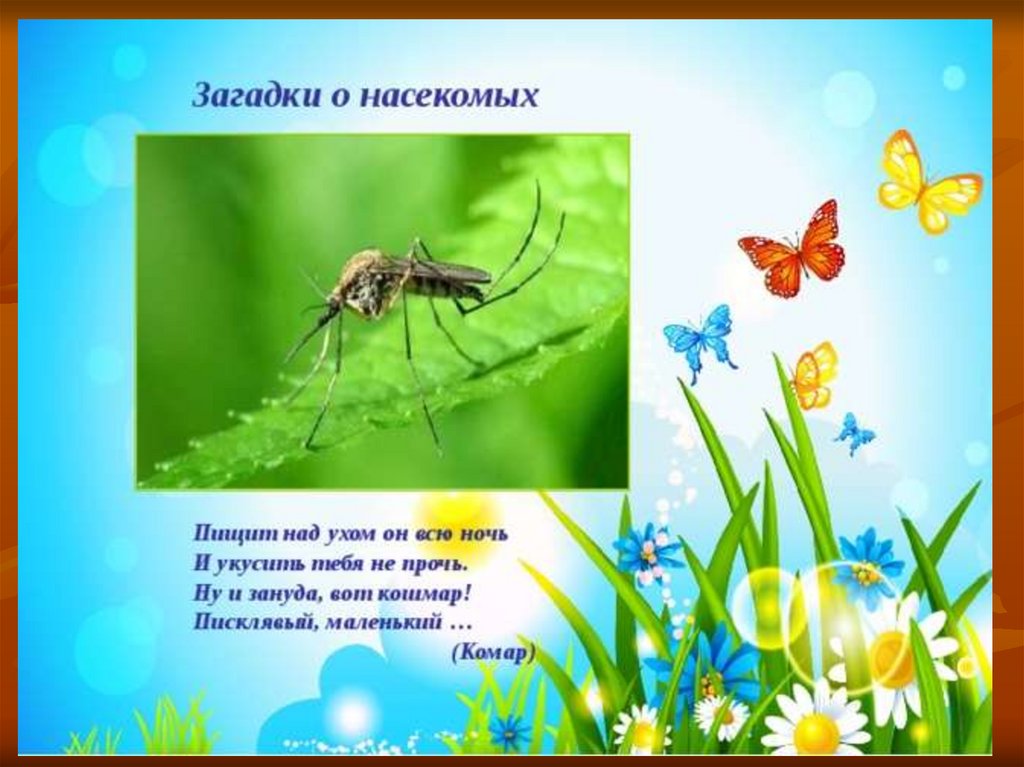 Загадки про насекомых для дошкольников. Загадки про насекомых. Загадки про насекомых для детей. Стишки про насекомых для детей.