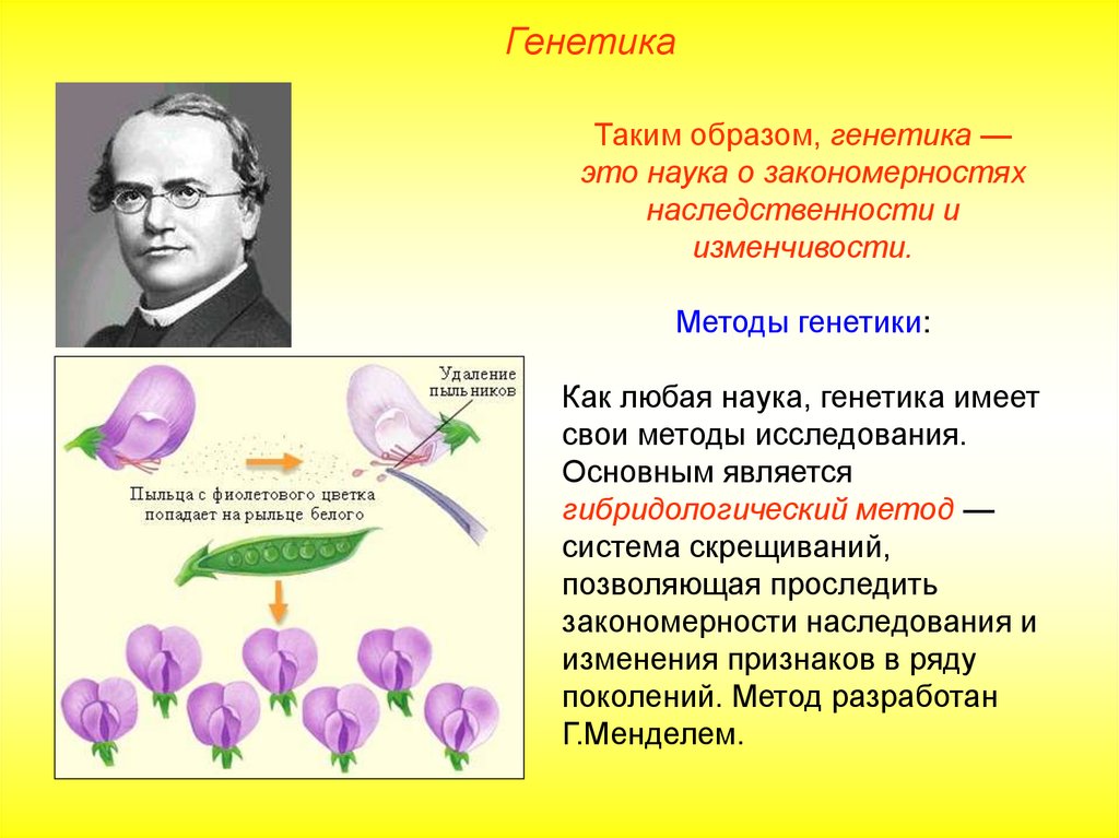 1 закон Менделя - online presentation