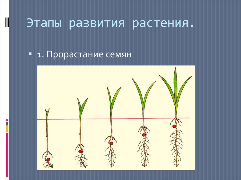 Сообщение о росте и развитии растений