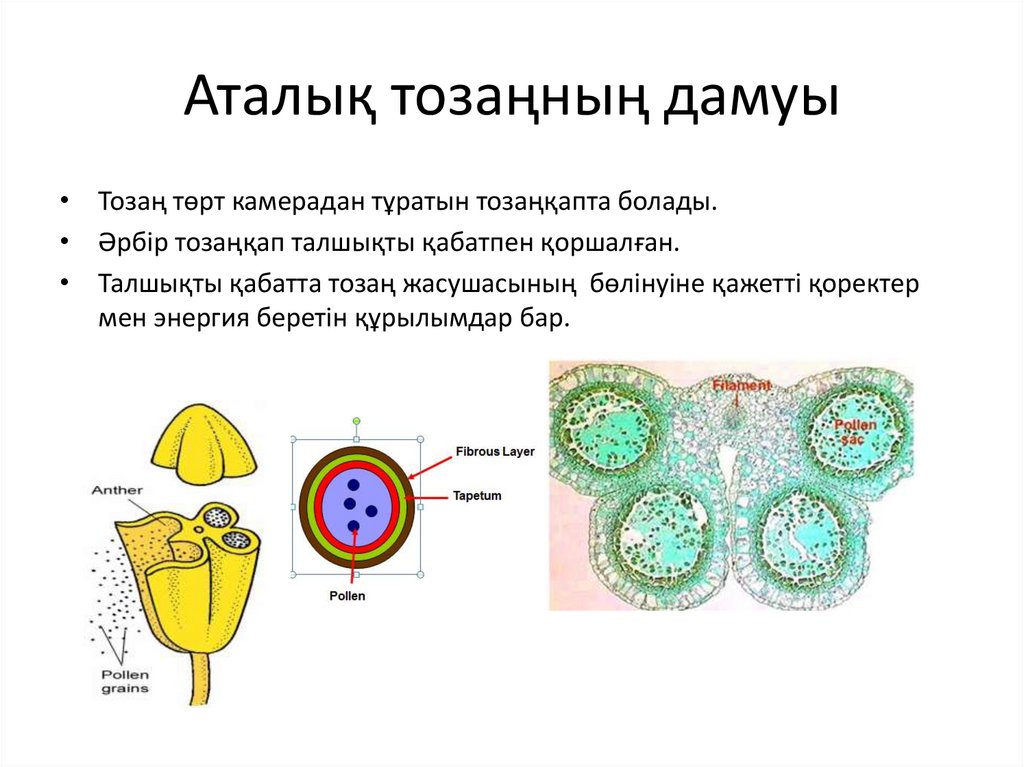 Жануарлардағы онтогенездің тура және жанама типтері презентация