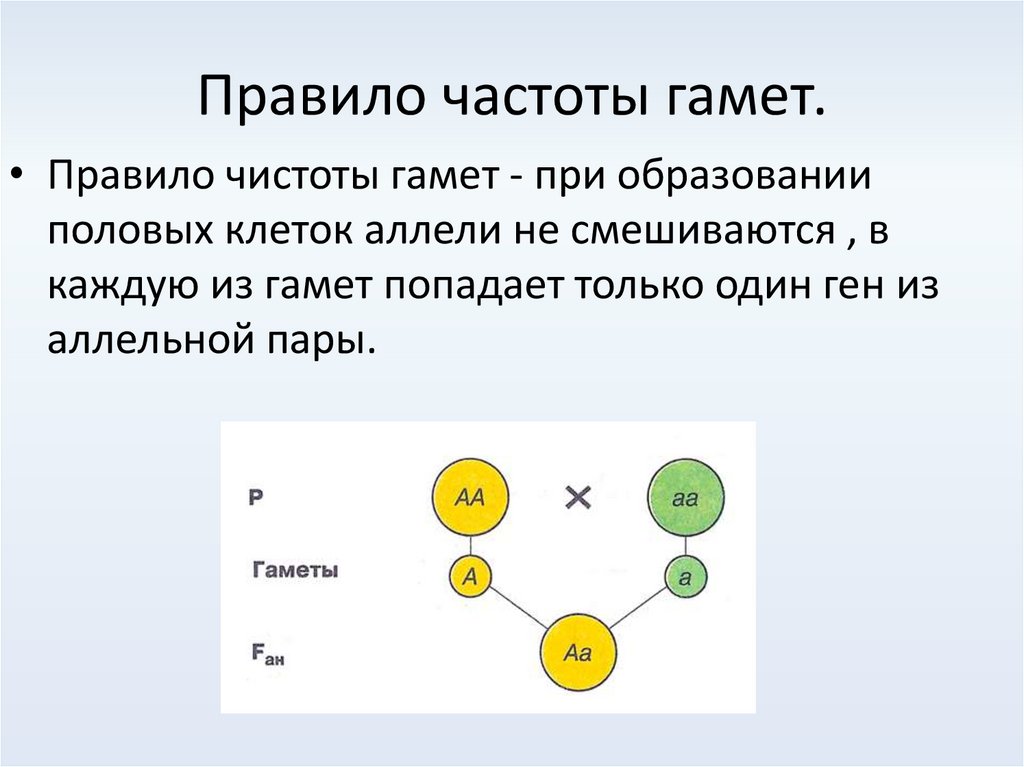 Особь с генотипом образует гаметы. Правило чистоты гамет. Правило или принцип чистоты гамет. Закон частоты гамет при образовании половых клеток. Формула определения типов гамет.