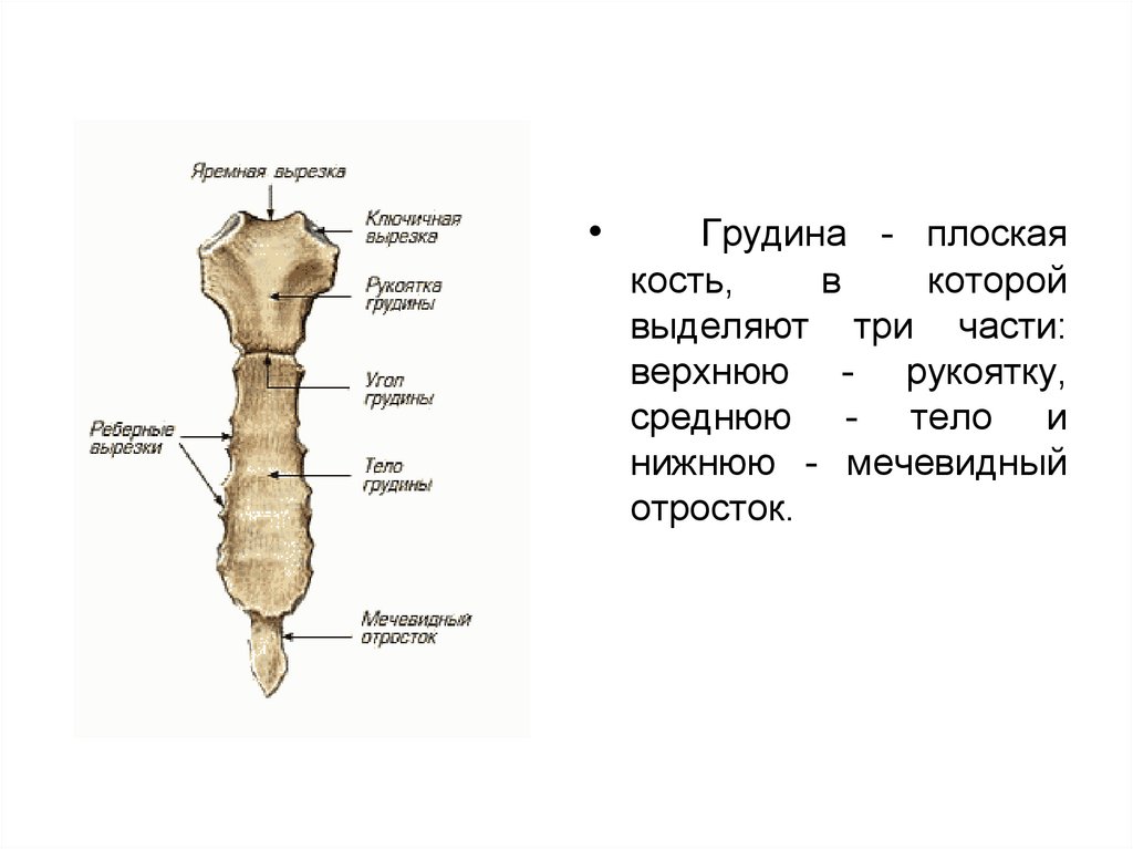 Отросток грудины. Строение грудины на латинском и русском. Строение грудины анатомия. Строение грудины на латыни и русском. Грудина вид спереди и сбоку.