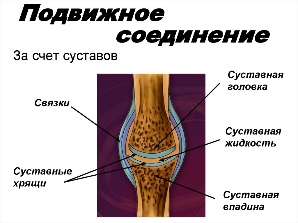 Особенность строения надкостницы какую функцию она выполняет. Строение надкостницы. Подвижные соединения. Строение скелета человека ЕГЭ. Гемартроз подвижное соединение.