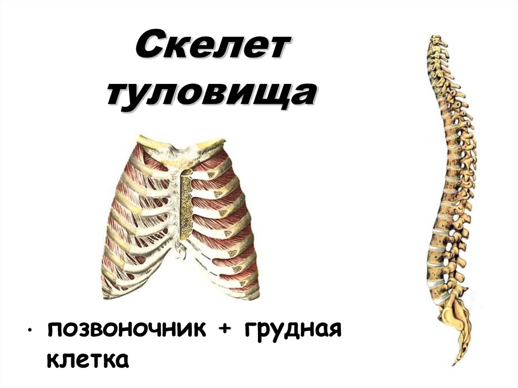 Строение скелета грудного отдела. Скелет туловища человека анатомия. Строение скелета туловища. Строение скелета туловища человека. Кости составляющие скелет туловища.