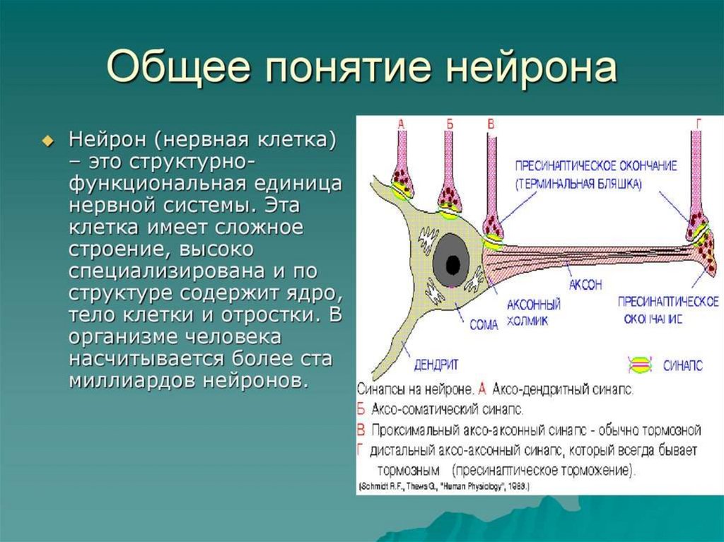 Название нервной клетки. Строение нервной клетки. Структура нейрона. Строение нейрона. Понятие о нейроне.