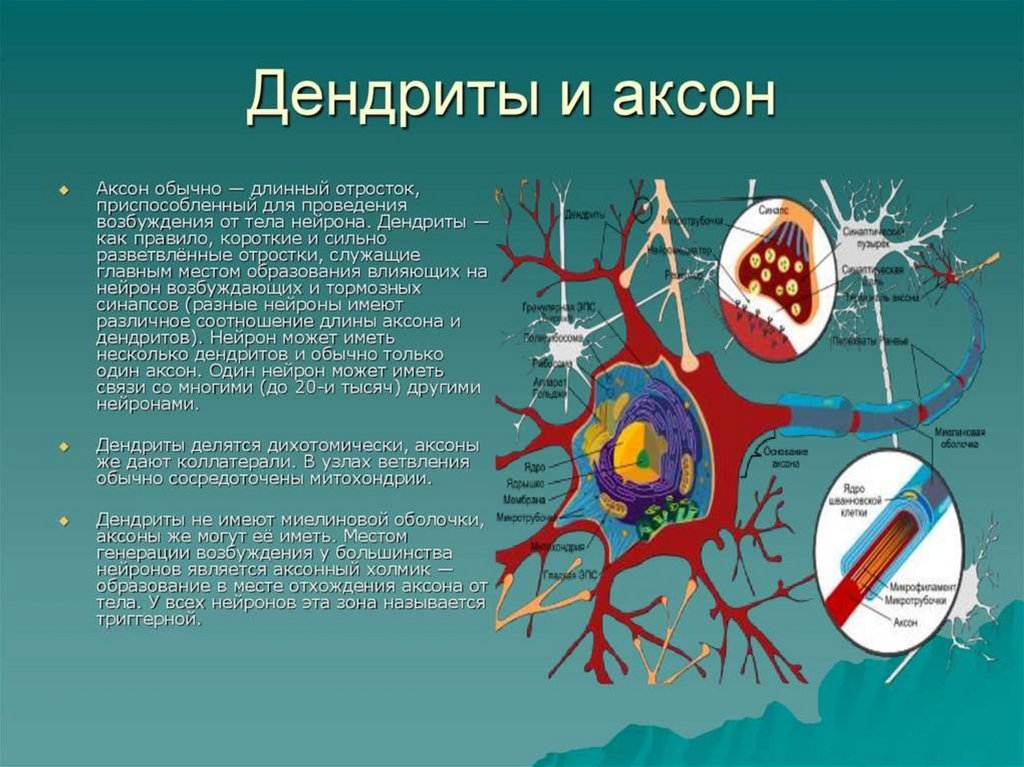 Аксон фото нейрон