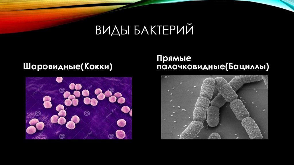 По рисункам определите виды бактерий