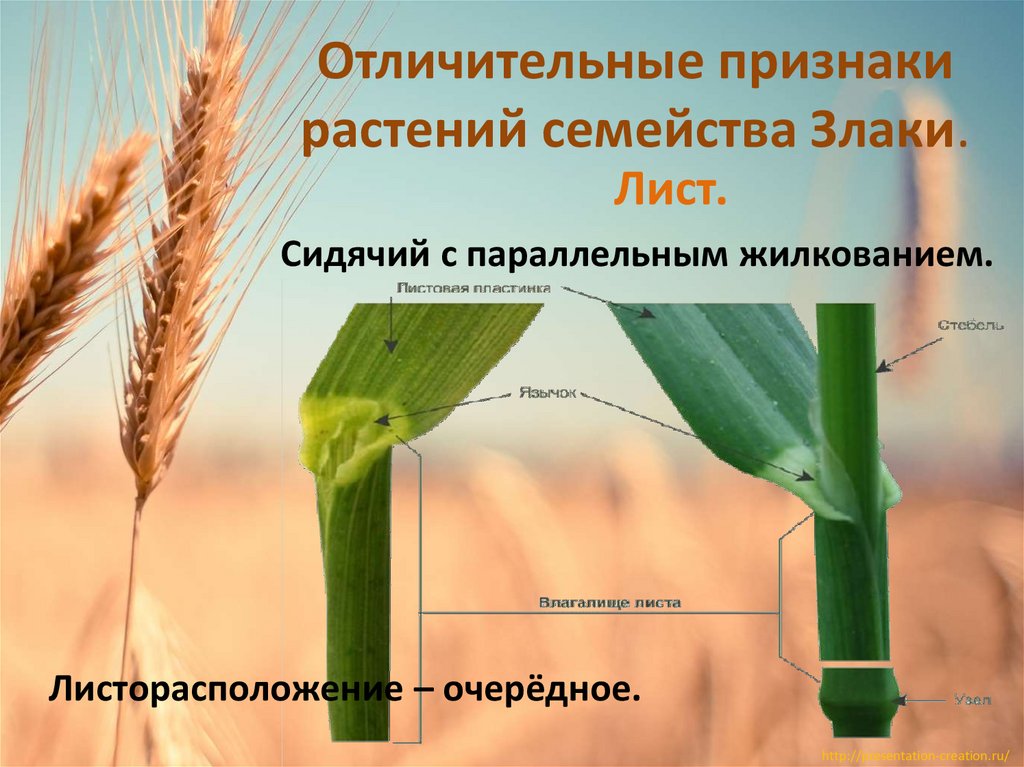 Какой тип системы у пшеницы. Строение пшеницы семейство злаковых. Цветок пшеницы. Растения из семейства злаки. Строение злаковых растений.