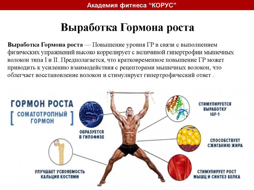 Теория бодибилдинга - презентация онлайн