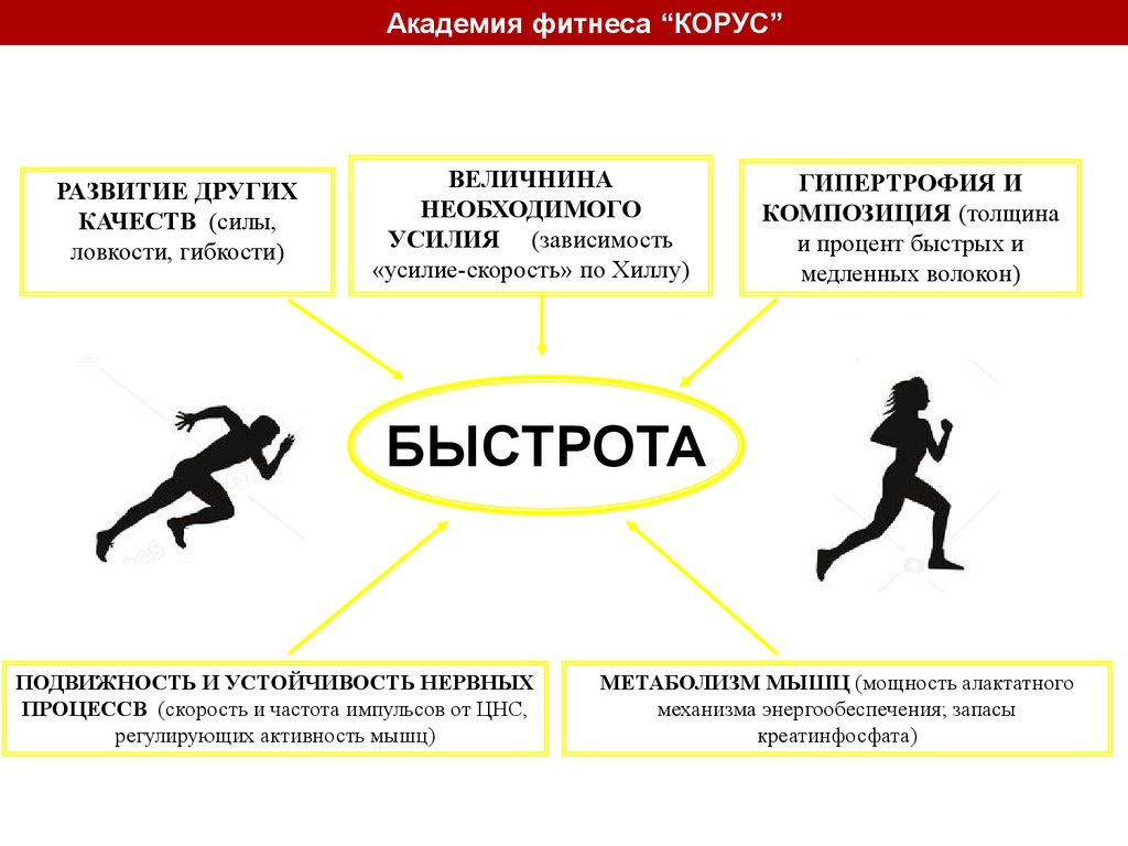 Теория бодибилдинга - презентация онлайн