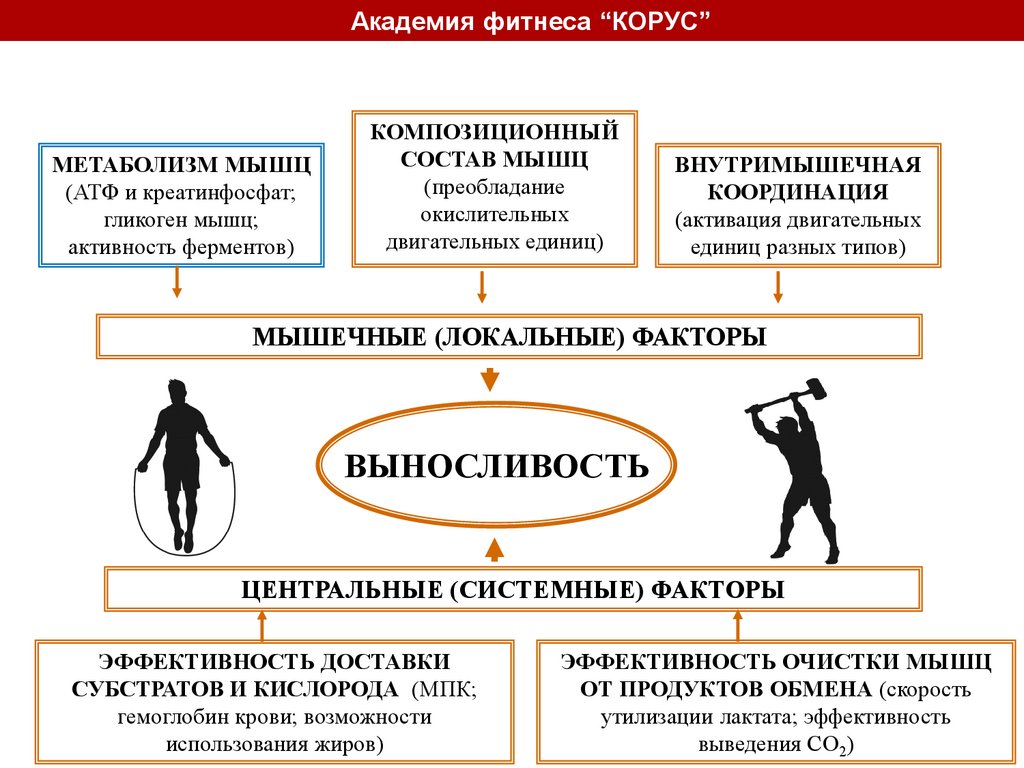 Теория бодибилдинга - презентация онлайн