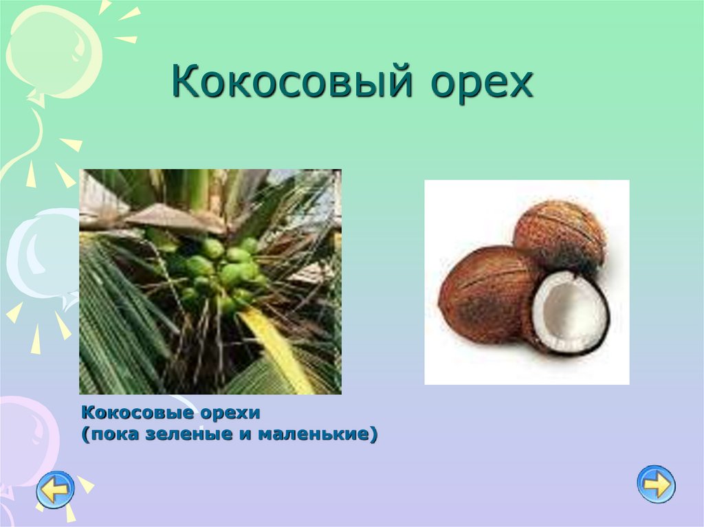 Кокос это ягода или орех. Кокосовый орех. Кокосовый орех маленький. Большой кокосовый орех. Кокосовый орех зеленый.