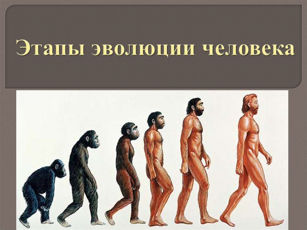 Человек на земле 5 класс биология. Этапы эволюции человека. Стадии развития человека. Этапы развити яеловека. Этапыэвалици человека.