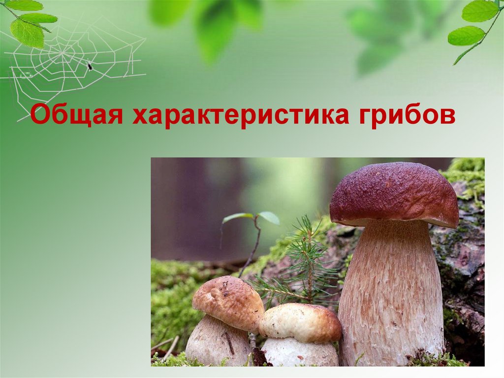 Общая характеристика грибов. Грибной охарактеризуй с. Общая характеристика грибов 7 класс. Подробности характеристики гриба.