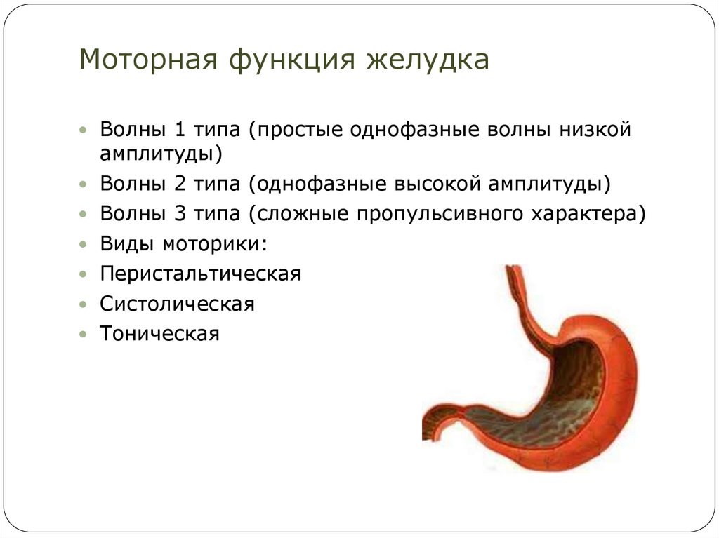 Желудок функция отдела. Функции желудка человека. Моторная функция желудка. Перечислите функции желудка. Основная функция желудка человека.