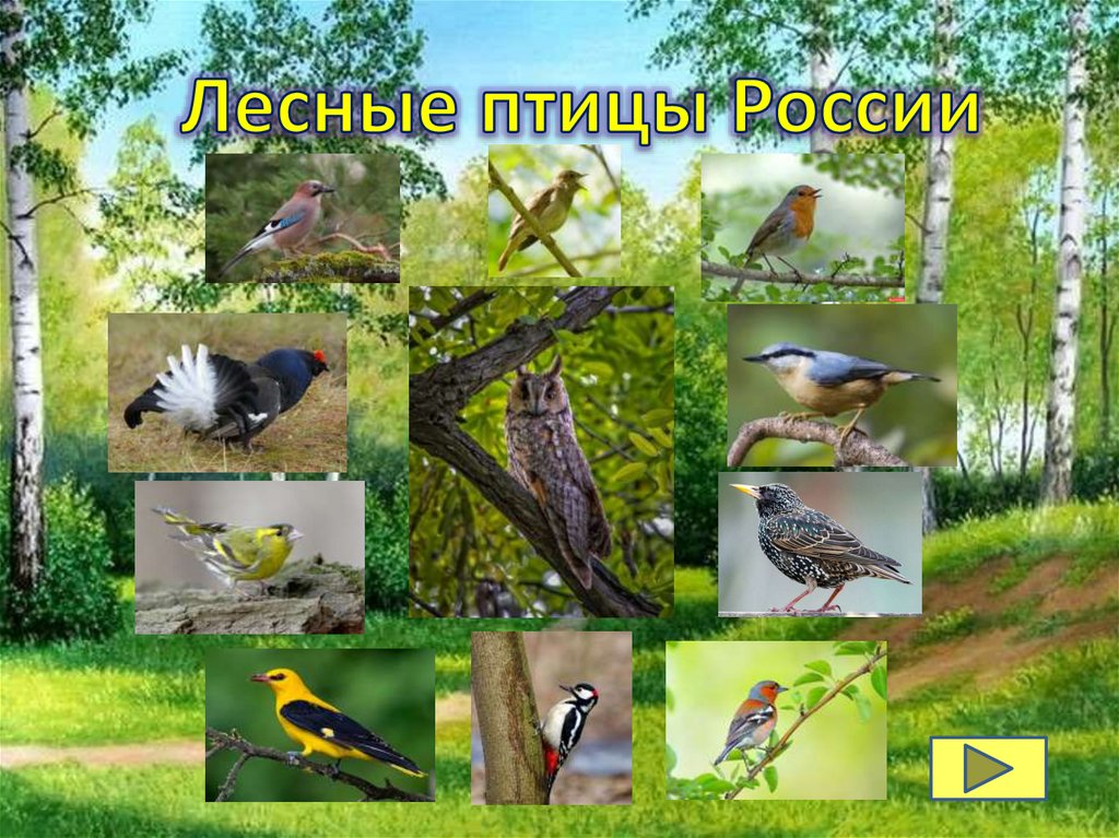 К птицам леса относятся. Птицы леса. Птицы леса России. Птицы наших лесов. Лесные птицы России.