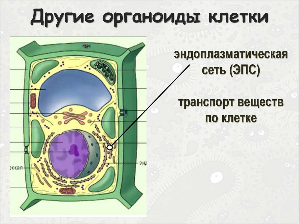 Клетка растения - презентация онлайн