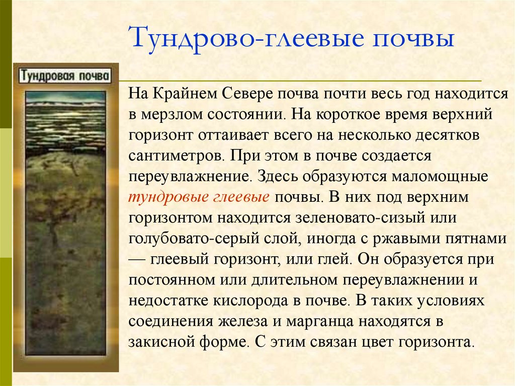 Благодаря особенностям почвы. Тундровая глеевая почва схема. Тундрово-глеевые почвы характеристика. Тундрово-глеевые почвы России. Горизонты тундрово глеевых.