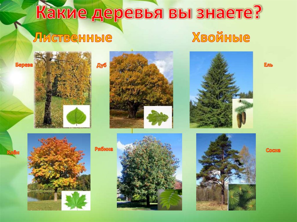 Какие деревья вы знаете?