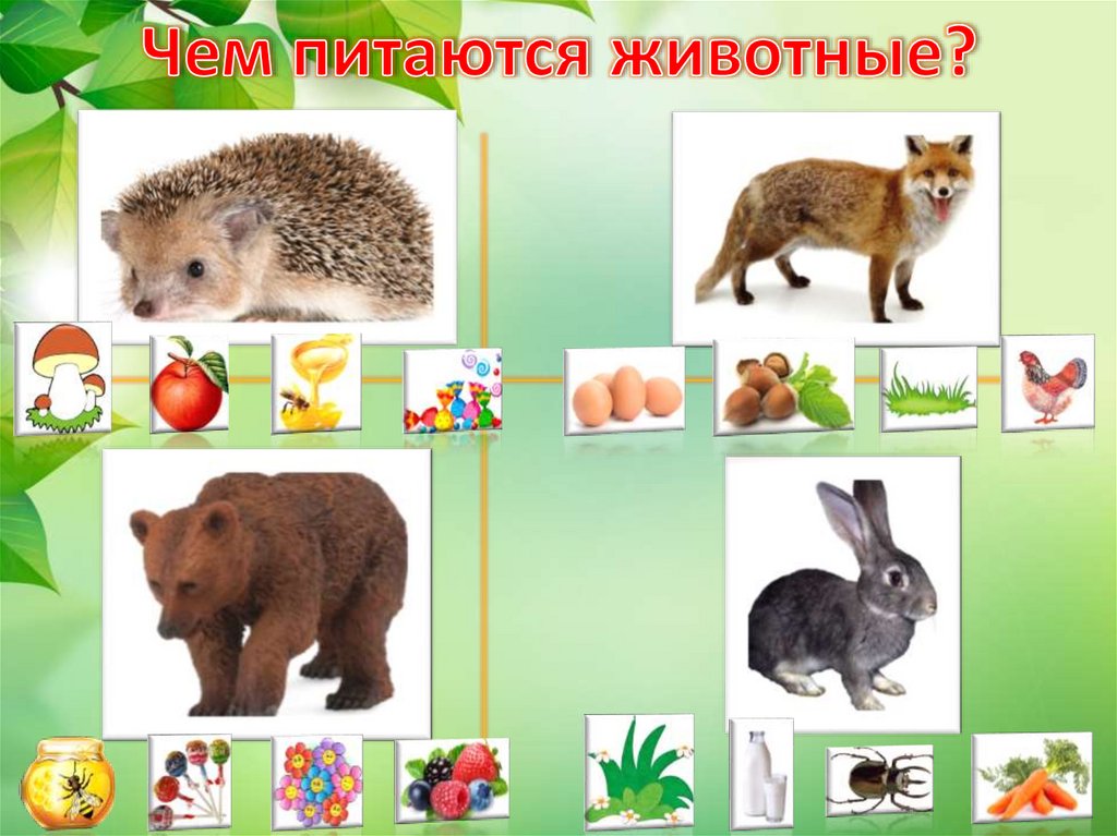 Чем питаются животные?