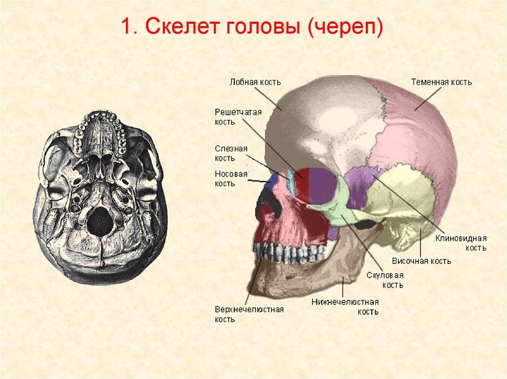 Отдел скелета череп особенности строения функции. Скелет головы решетчатая кость. Скелет головы и туловища 8 класс. Скелет головы череп. Скелет головы клиновидная кость.