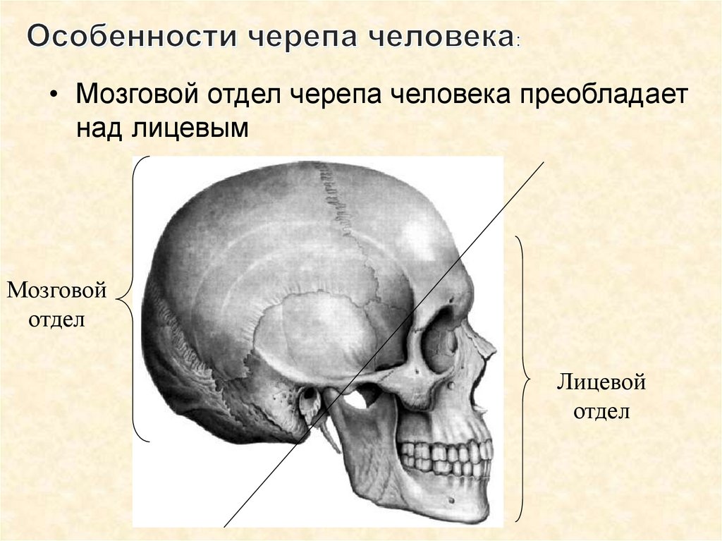 Черепно мозговую кость. Кости мозгового отдела черепа. Мозговой отдел черепа анатомия. Мозговой отдел и лицевой отдел черепа. Строение черепа человека мозговой и лицевой отделы.