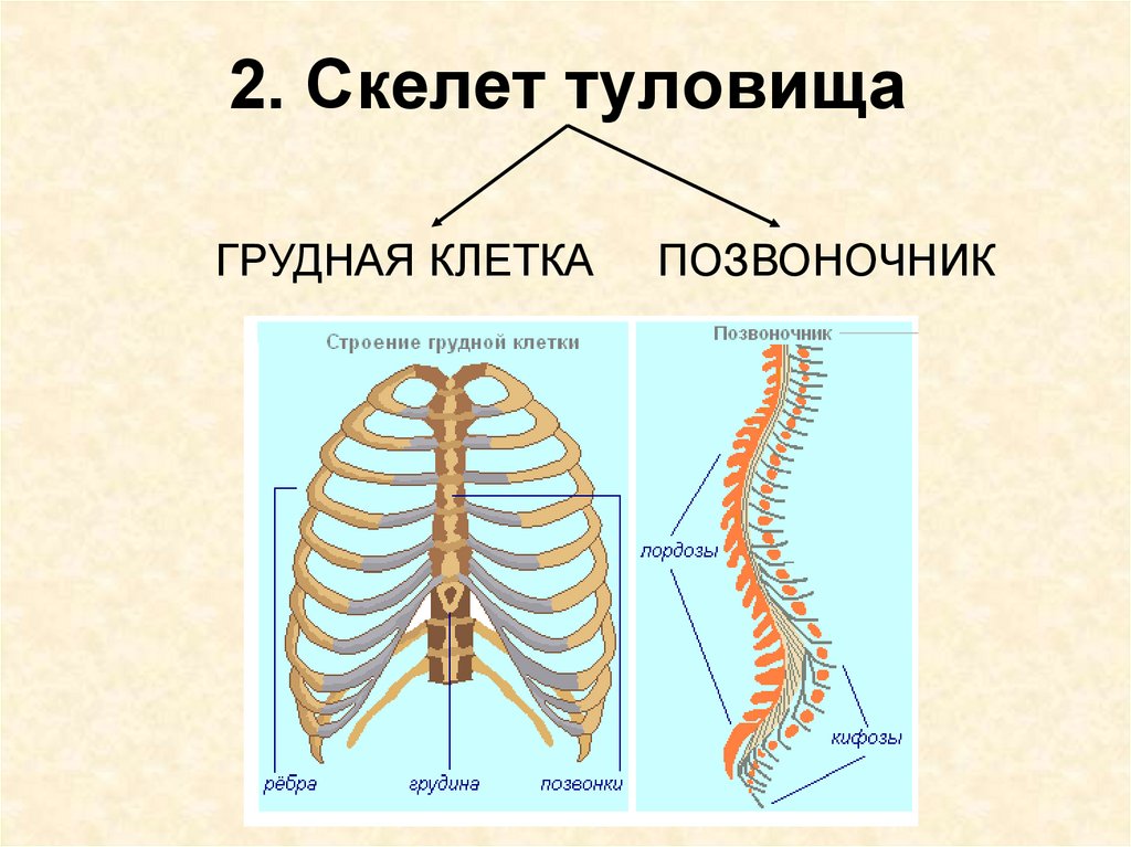 Скелет туловища рисунок. Скелет туловища 8 класс биология. Скелет головы и туловища.