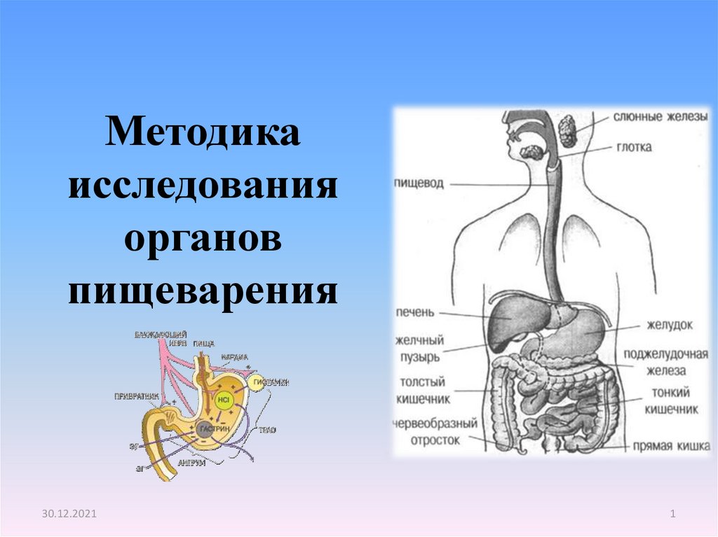 Методы изучения органов пищеварения биология. Исследование органов пищеварения. Полые органы пищеварительной системы. Метод исследования органов пищеварения. План исследования пищеварительной системы.