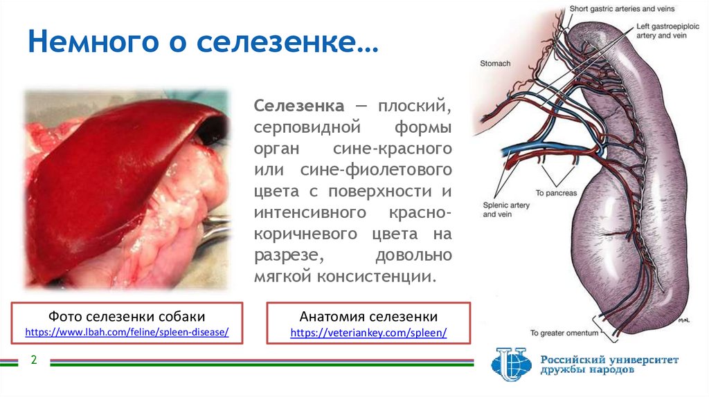 Разрыв селезенки у собаки - online presentation