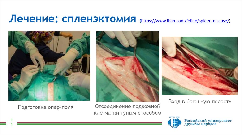 Лечение: спленэктомия (https://www.lbah.com/feline/spleen-disease/)