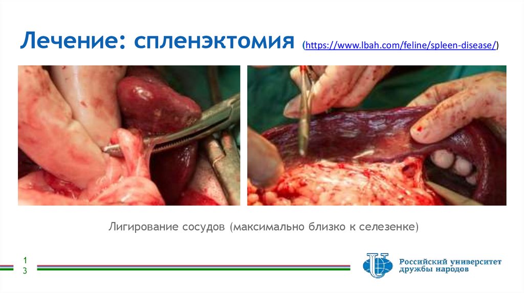 Лечение: спленэктомия (https://www.lbah.com/feline/spleen-disease/)