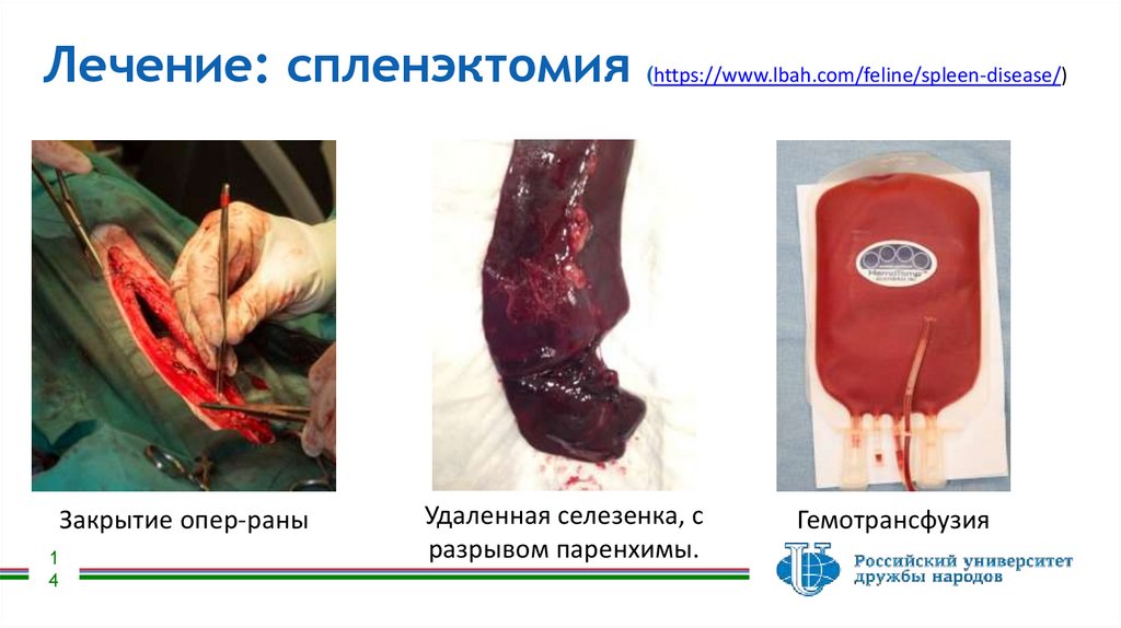 Лечение: спленэктомия (https://www.lbah.com/feline/spleen-disease/)