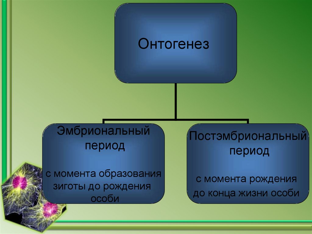 Онтогенез 3 периода