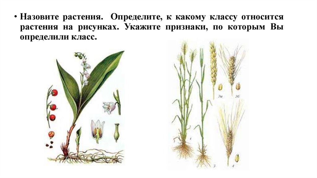 Двудольные растения примеры фото. Спаржа однодольное или двудольное растение