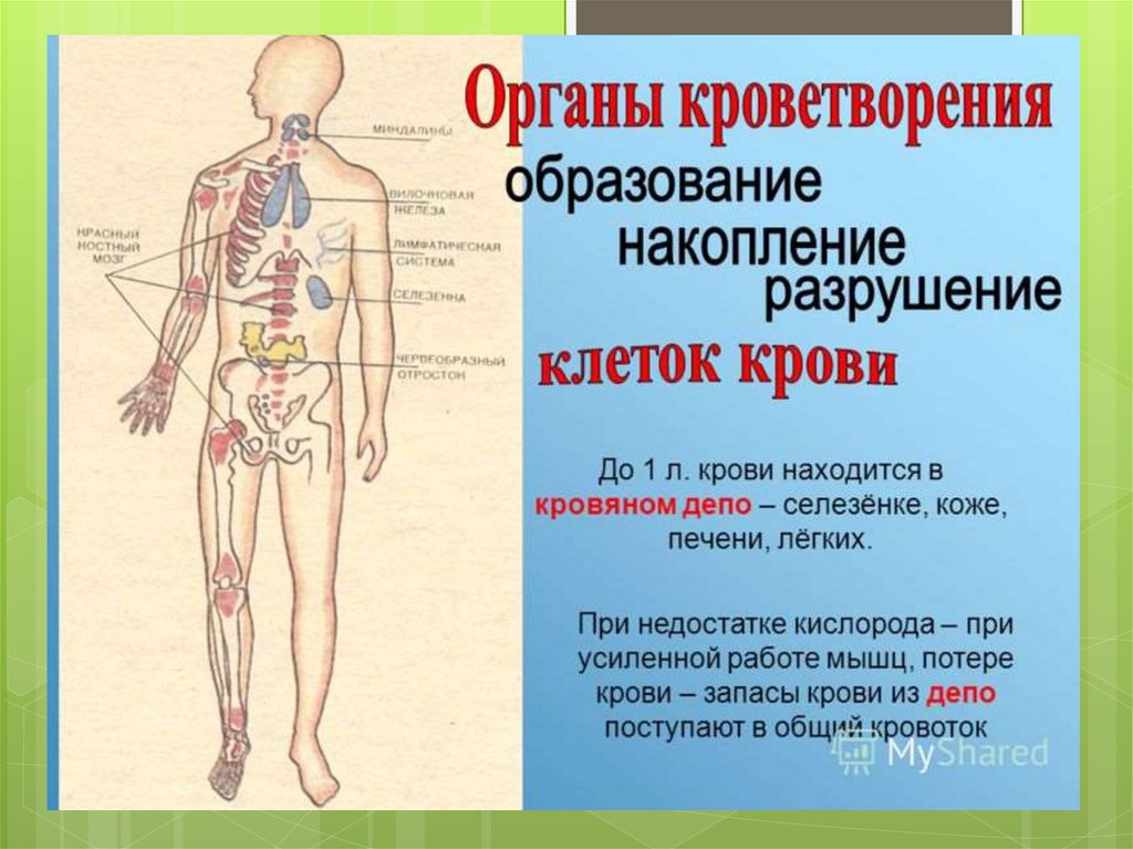 Органы кроветворения иммунной. Анатомия кроветворной системы человека. Строение и функции органов кроветворения. Органы кроветворения у человека. Центральные и периферические органы кроветворения.