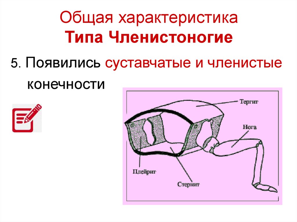 Скелет членистоногих