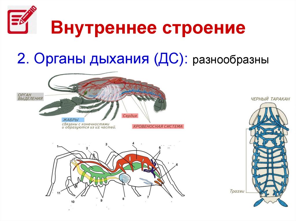 Членистоногие насекомые строение