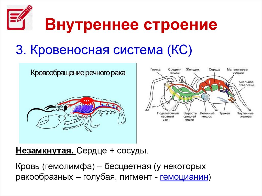 Кровеносная система членистоногих