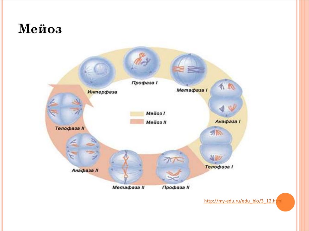 Мейоз 1 рисунок