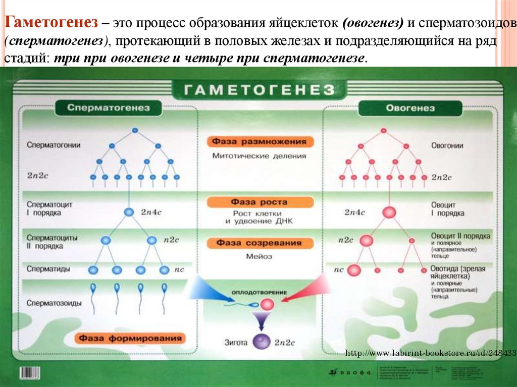 Овогенез картинка егэ