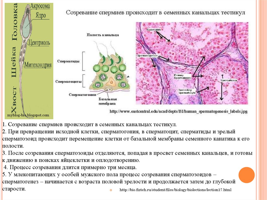 Исходные клетки это. Созревание спермиев. Из прямых канальцев сперматозоиды попадают в:. Созревание сперматозоидов происходит в. Исходная оплодотворенная клетка.