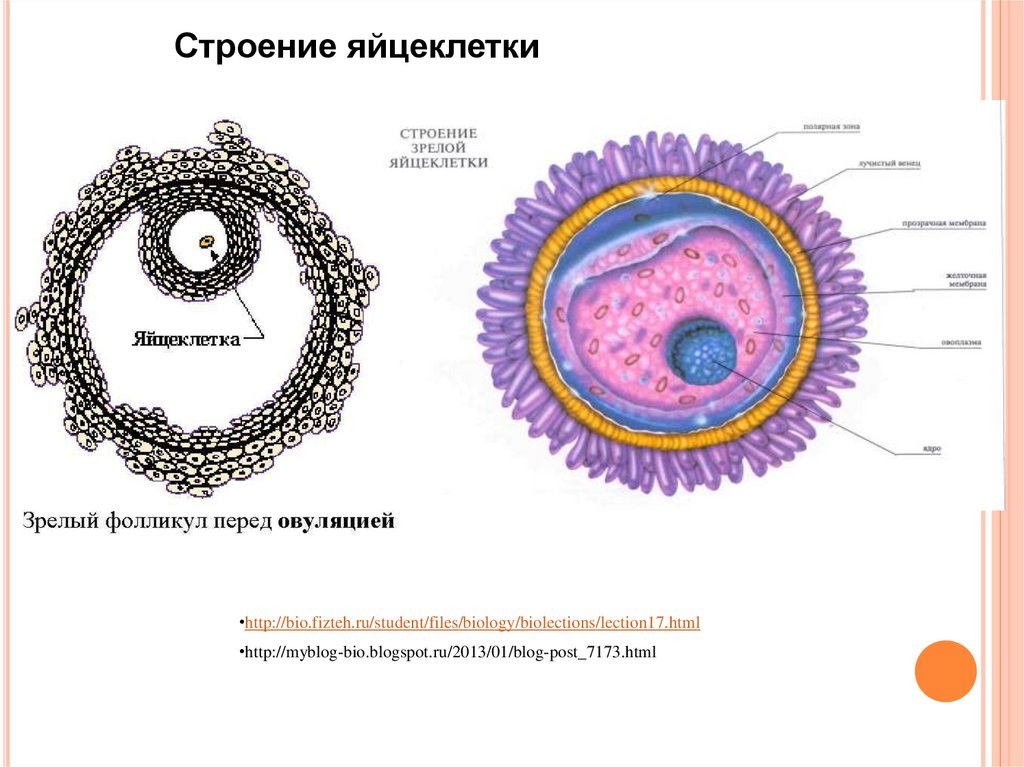 Яйцеклетка это. Строение яйцеклетки млекопит. Строение яйцеклетки млекопитающего рисунок. Строение яйцеклетки млекопитающего. Строение оболочек яйцеклетки у млекопитающих.