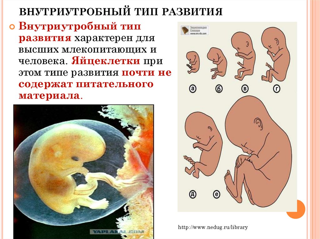 Внутриутробный период у человека длится. Внутриутробный Тип развития. Внутриутробное развитие схема. Внутриутробный период человека. Этапы внутриутробного развития человека.