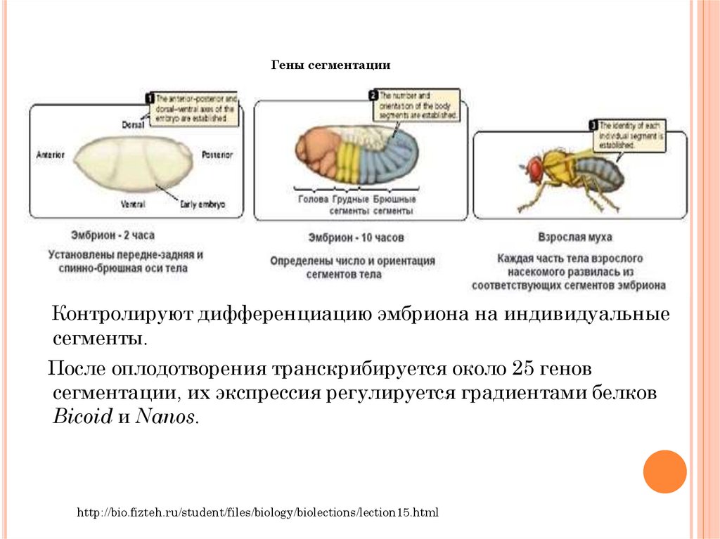 Гены онтогенеза. Гены контролирующие ход онтогенеза. Сегментация эмбриона. Какие гены контролируют транскрипцию генов сегментации. Функционирование генов в онтогенезе.