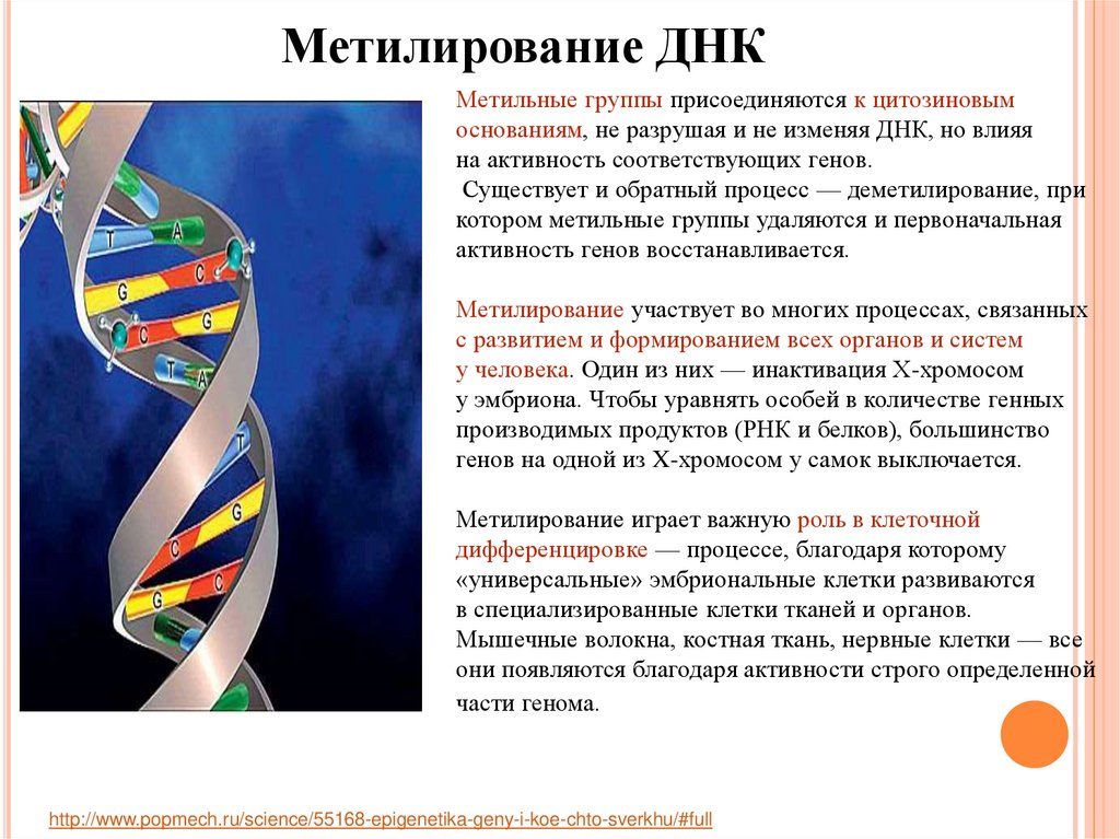 Формирование днк. Метилирование нуклеотидов. Метилирование генетика. Метилирование нуклеотидных остатков. Механизм метилирования нуклеотидов.