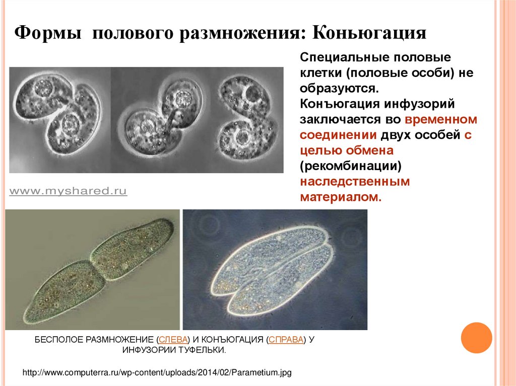 Размножение и индивидуальное развитие. Формы полового размножения конъюгация. Половая форма размножения. Размножение коньюгации. Формы полового процесса размножения.